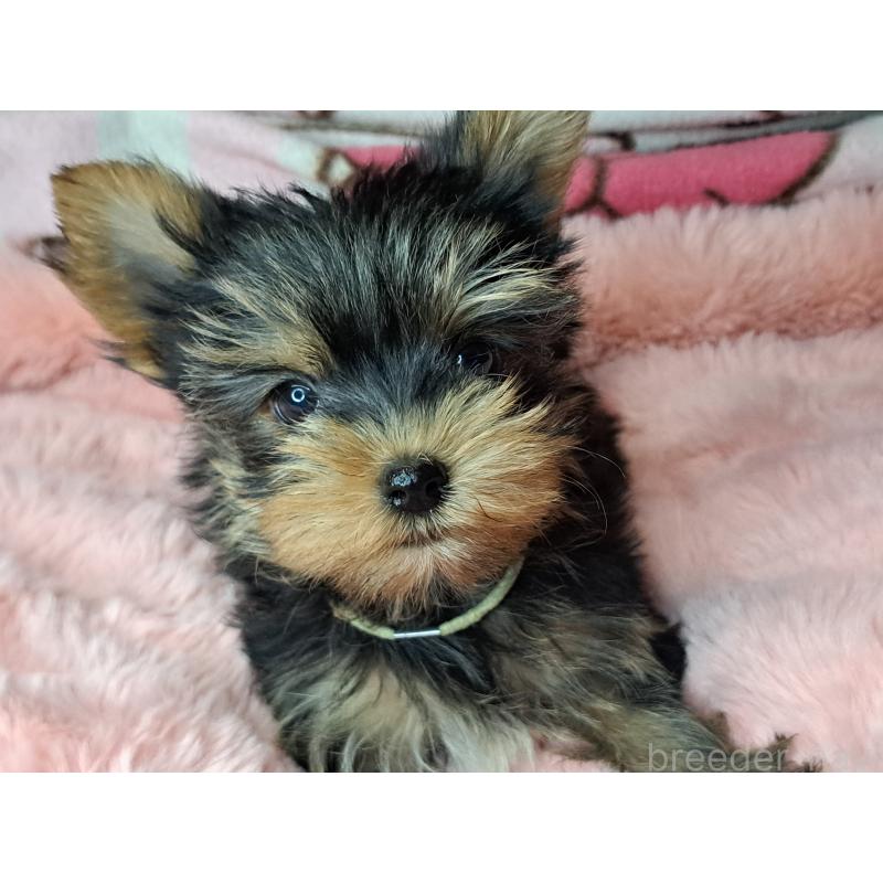 成約済の愛知県のヨークシャーテリア-415198の16枚目