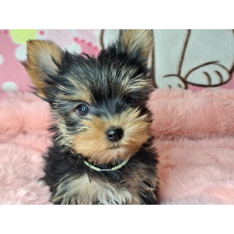 販売中の愛知県のヨークシャーテリア-415198