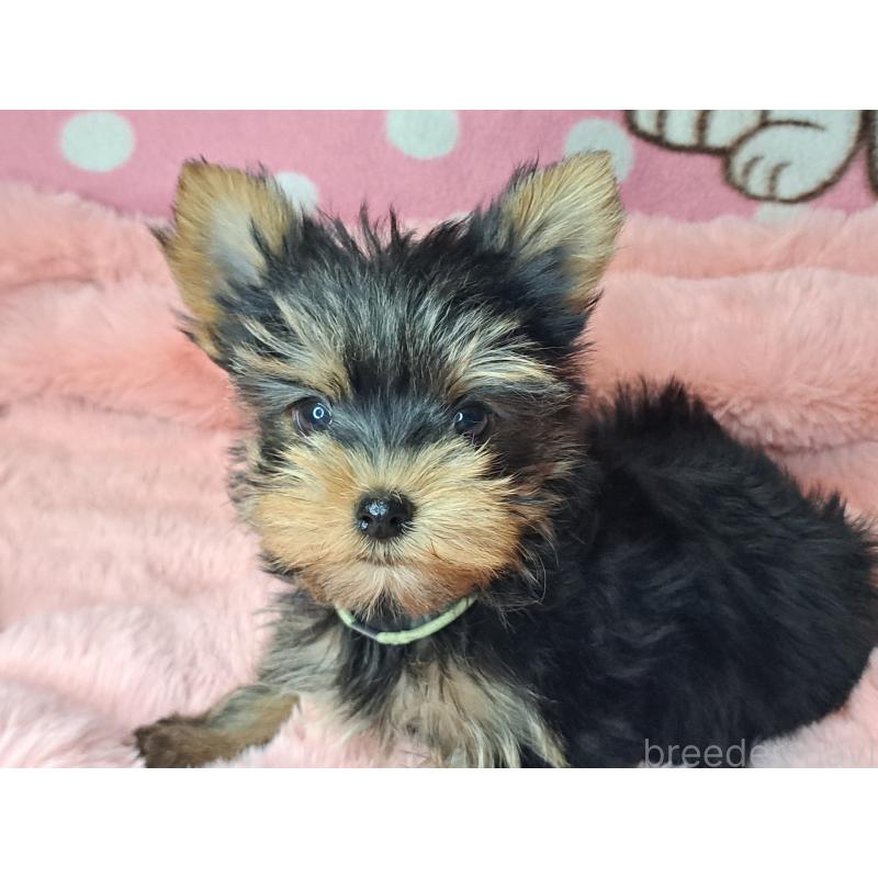 成約済の愛知県のヨークシャーテリア-415198の14枚目