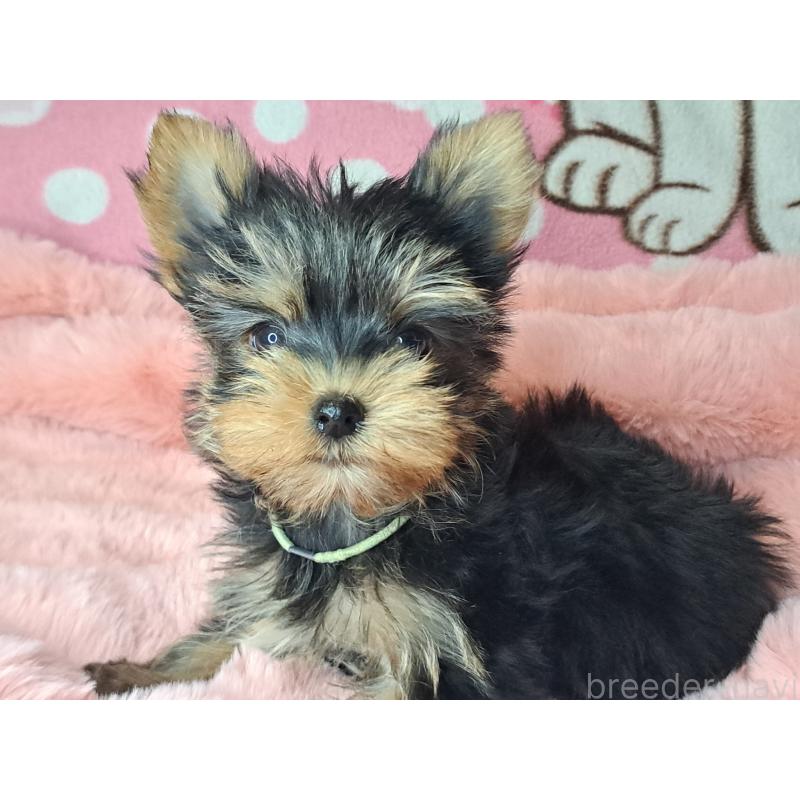 成約済の愛知県のヨークシャーテリア-415198の13枚目