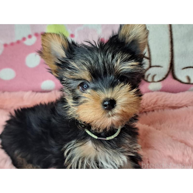 販売中の愛知県のヨークシャーテリア-415198