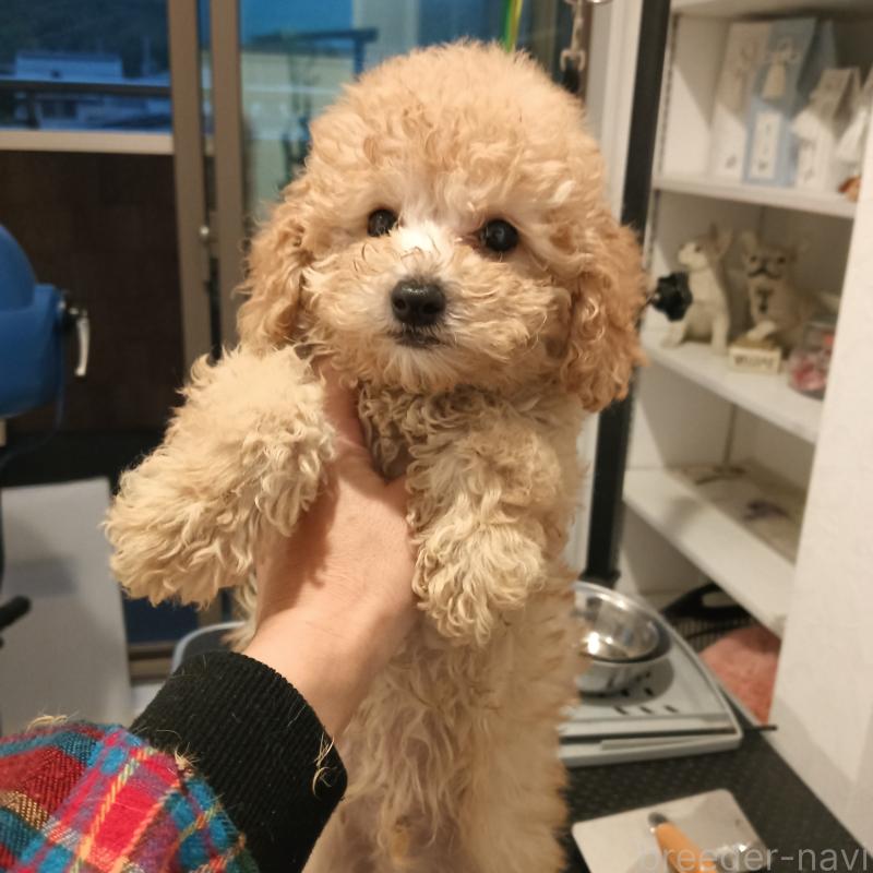 成約済の山口県のタイニープードル-412398の1枚目
