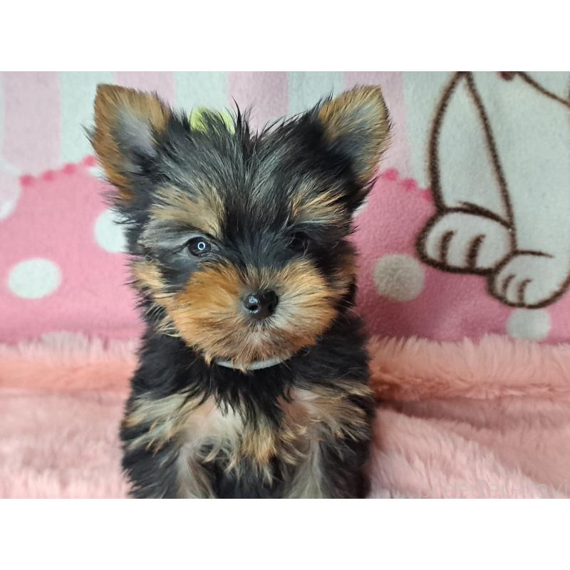 販売中の愛知県のヨークシャーテリア-425109