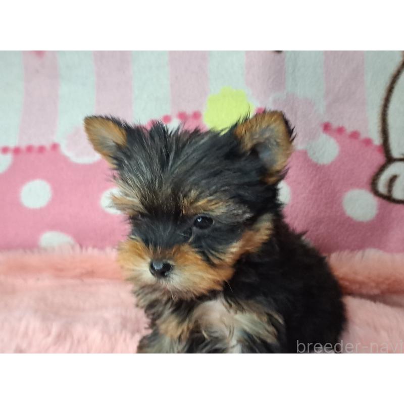 販売中の愛知県のヨークシャーテリア-425109の5枚目