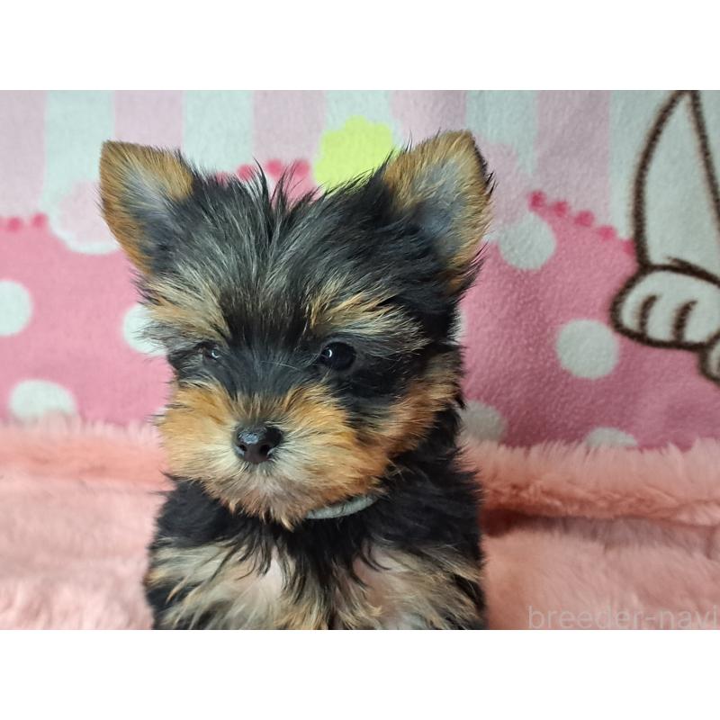 販売中の愛知県のヨークシャーテリア-425109の4枚目