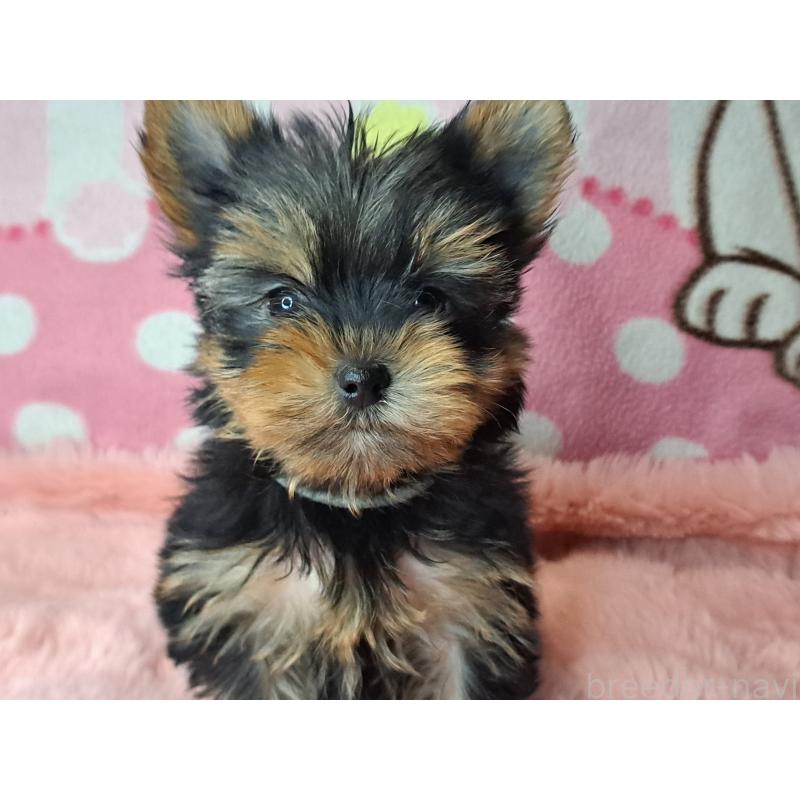 販売中の愛知県のヨークシャーテリア-425109の3枚目