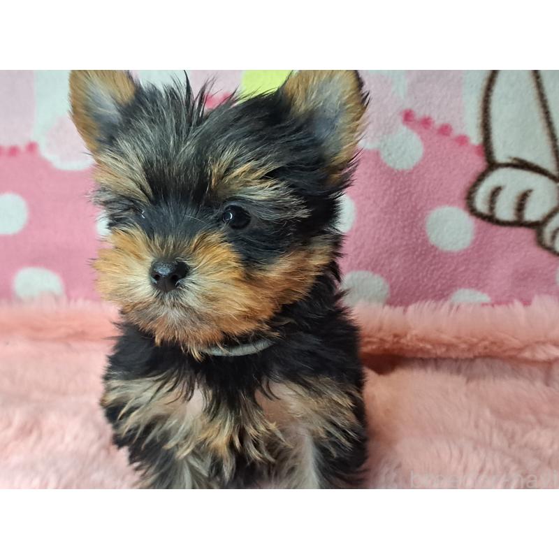 販売中の愛知県のヨークシャーテリア-425109の2枚目