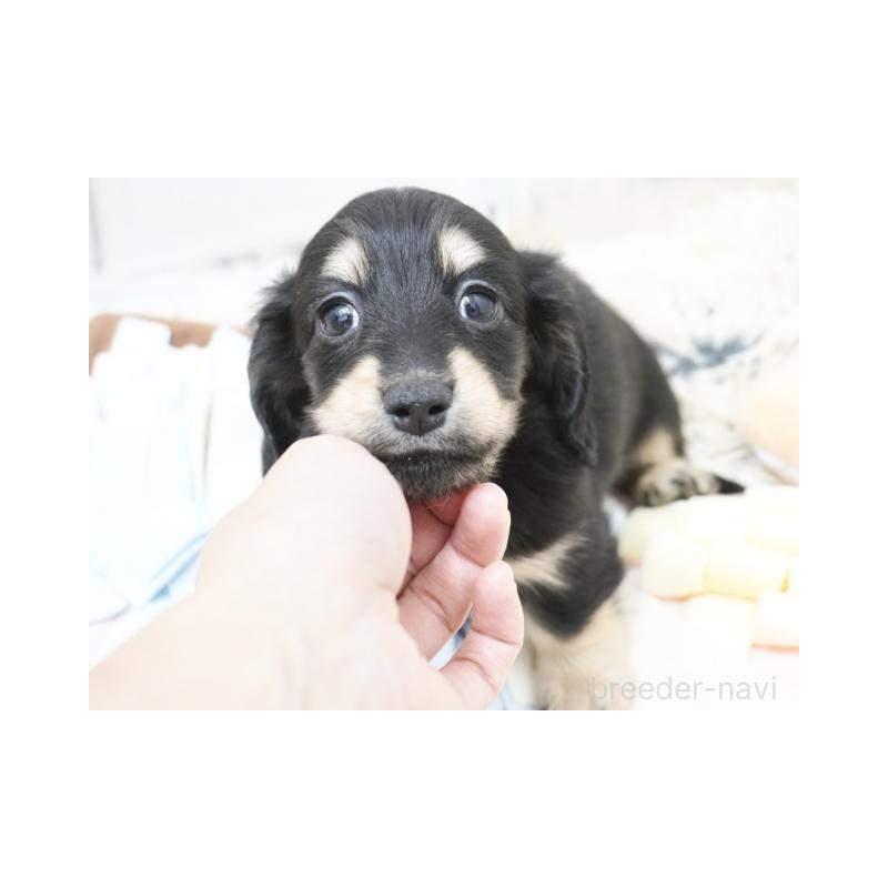 販売中の兵庫県のミニチュアダックスフンド(ロングヘアード)-425107の1枚目