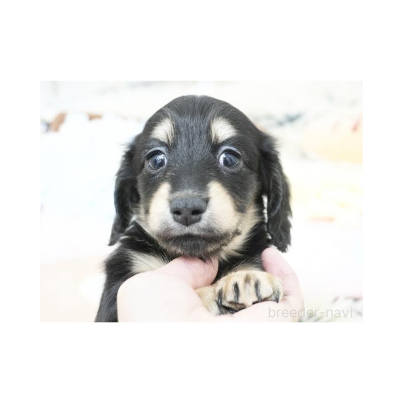 販売中の兵庫県のミニチュアダックスフンド(ロングヘアード)-425107の3枚目