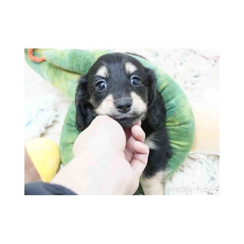 販売中の兵庫県のミニチュアダックスフンド(ロングヘアード)-425107の2枚目