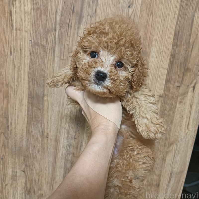 成約済の山口県のタイニープードル-416721の1枚目