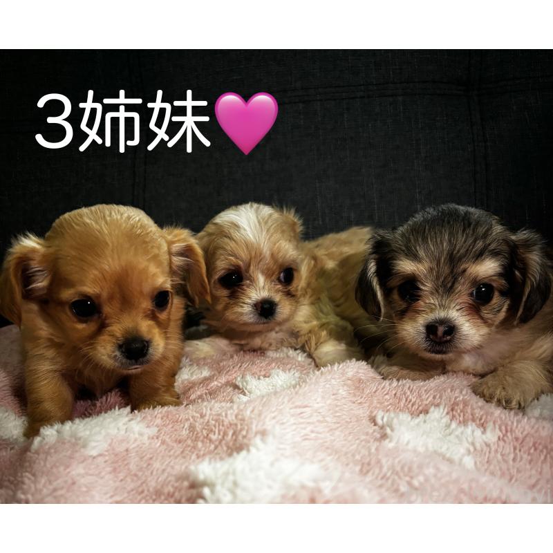 販売中の熊本県のマルプー:マルチーズ×トイプードル-425096の3枚目