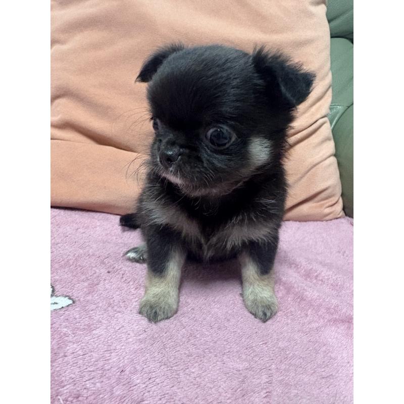 販売中の大阪府のチワワ(ロングコート)-425111の5枚目