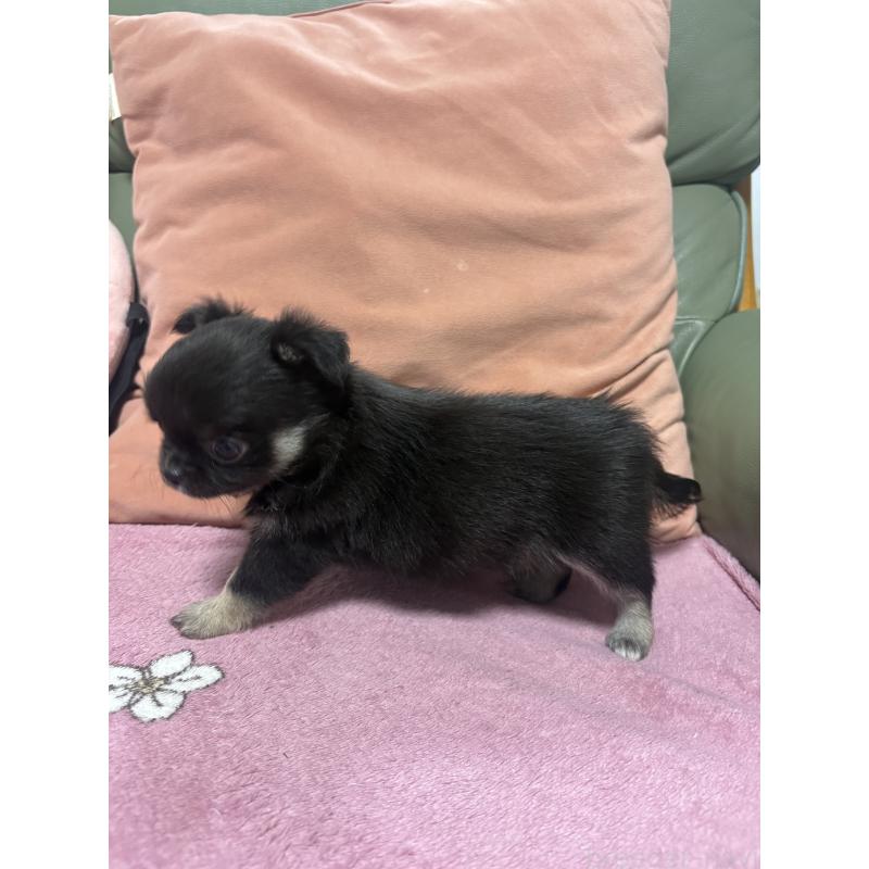 販売中の大阪府のチワワ(ロングコート)-425111の4枚目