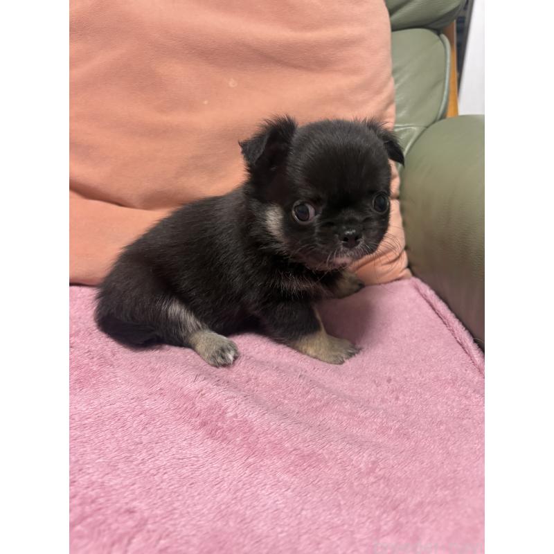 販売中の大阪府のチワワ(ロングコート)-425111の3枚目