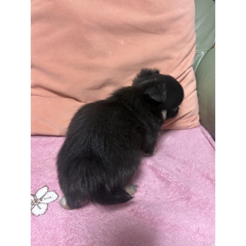 販売中の大阪府のチワワ(ロングコート)-425111の2枚目