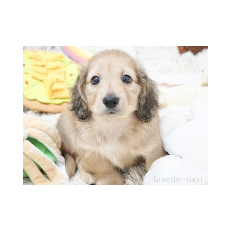 販売中の兵庫県のミニチュアダックスフンド(ロングヘアード)-425110