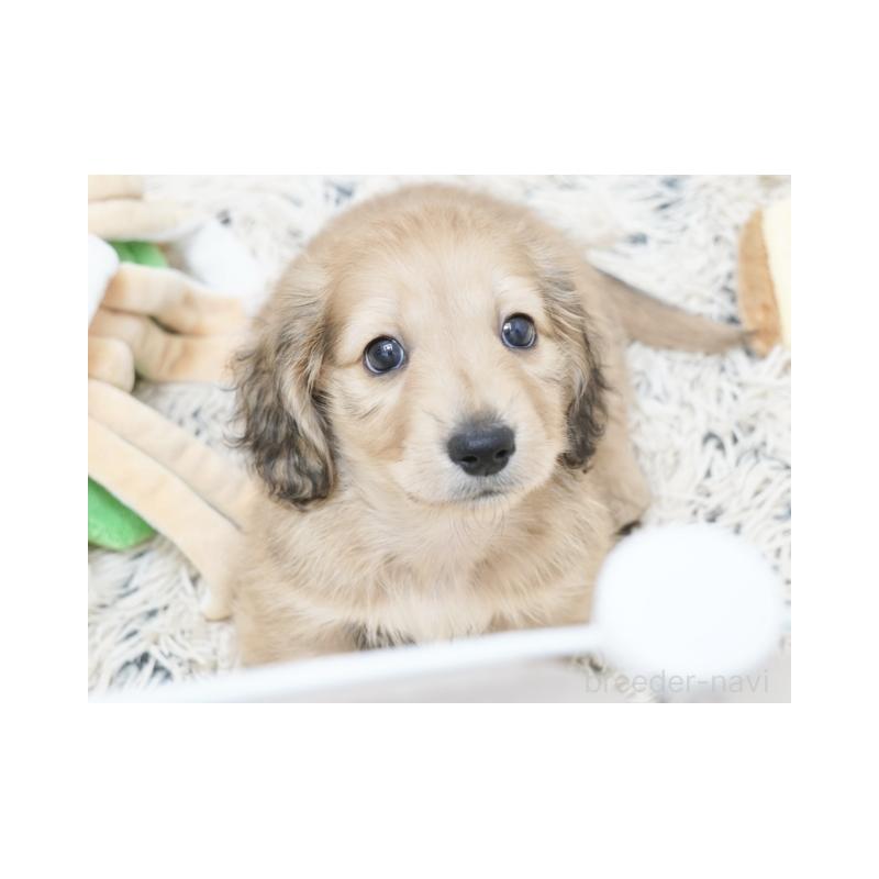 販売中の兵庫県のミニチュアダックスフンド(ロングヘアード)-425110の2枚目