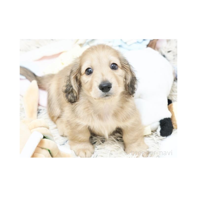 販売中の兵庫県のミニチュアダックスフンド(ロングヘアード)-425110の3枚目