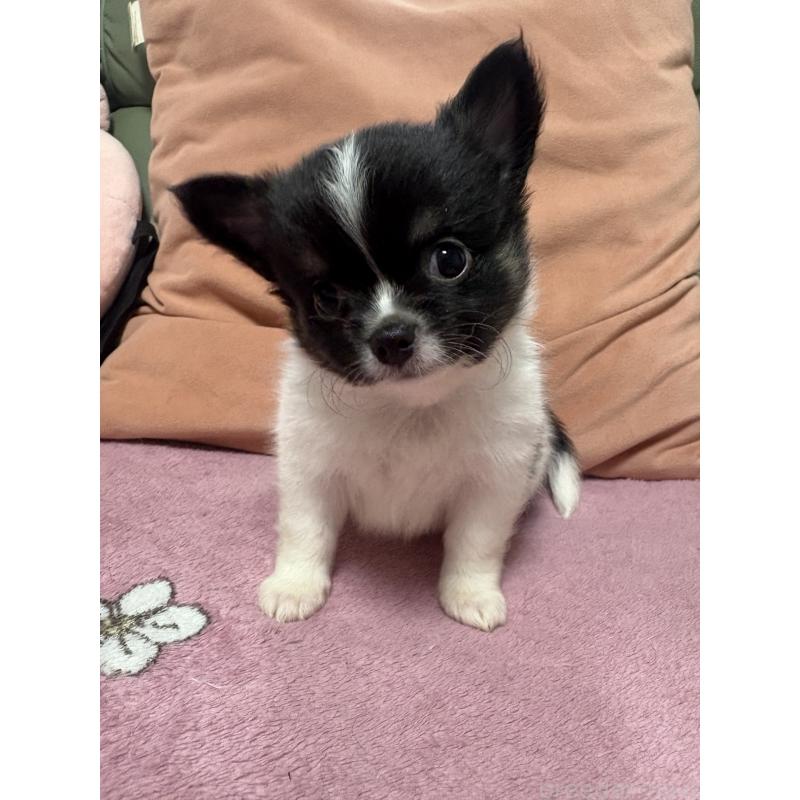 販売中の大阪府のチワワ(ロングコート)-425108の5枚目