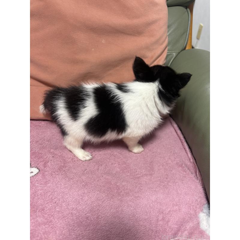 販売中の大阪府のチワワ(ロングコート)-425108の3枚目