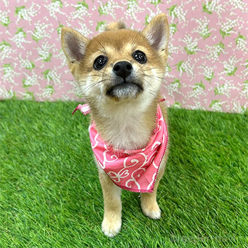 販売中の神奈川県の豆柴-425117