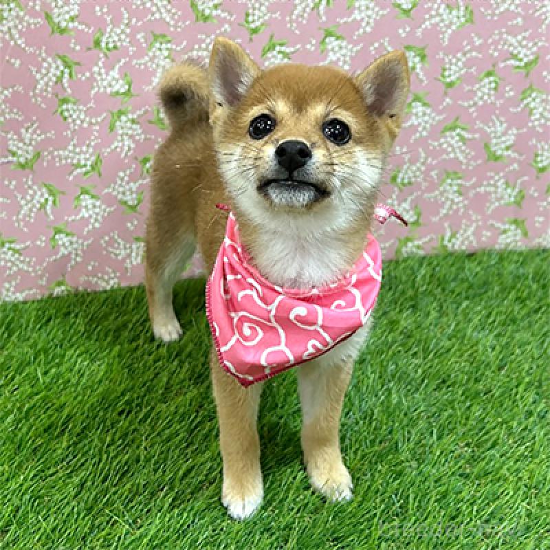 販売中の神奈川県の豆柴-425117の4枚目