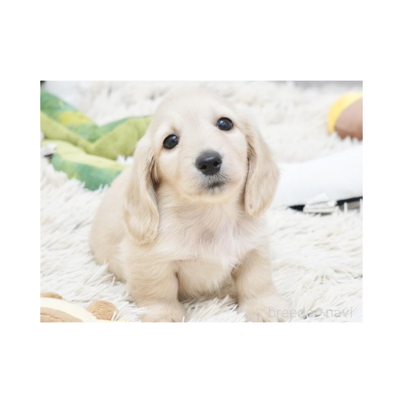 販売中の兵庫県のミニチュアダックスフンド(ロングヘアード)-425112