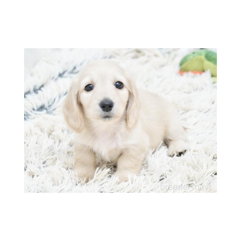 販売中の兵庫県のミニチュアダックスフンド(ロングヘアード)-425112の3枚目