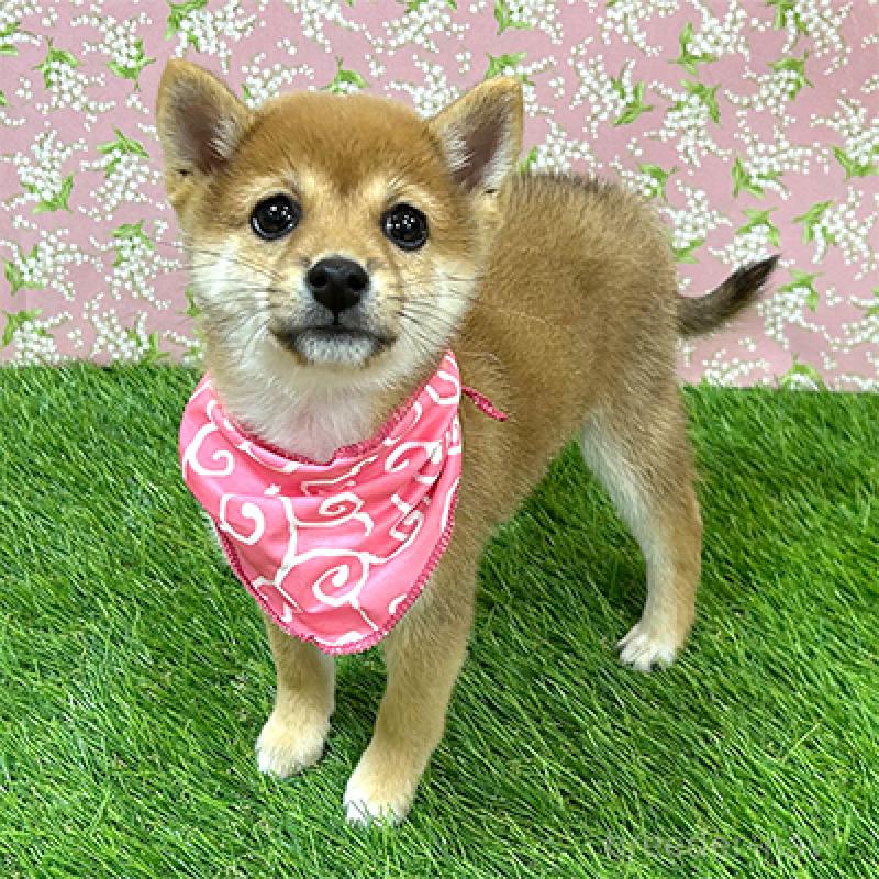 販売中の神奈川県の豆柴-425117の3枚目