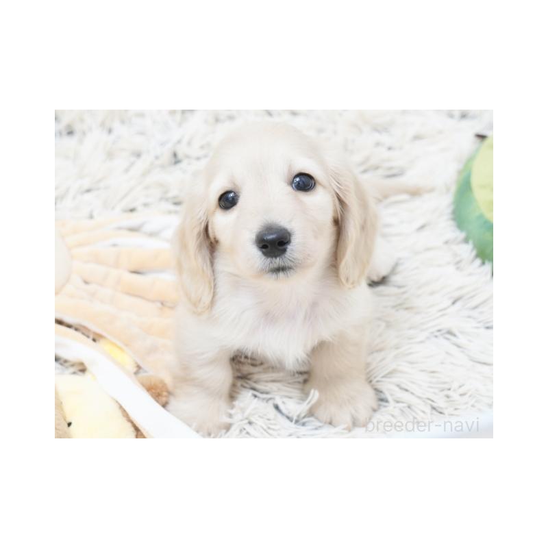 販売中の兵庫県のミニチュアダックスフンド(ロングヘアード)-425112の2枚目