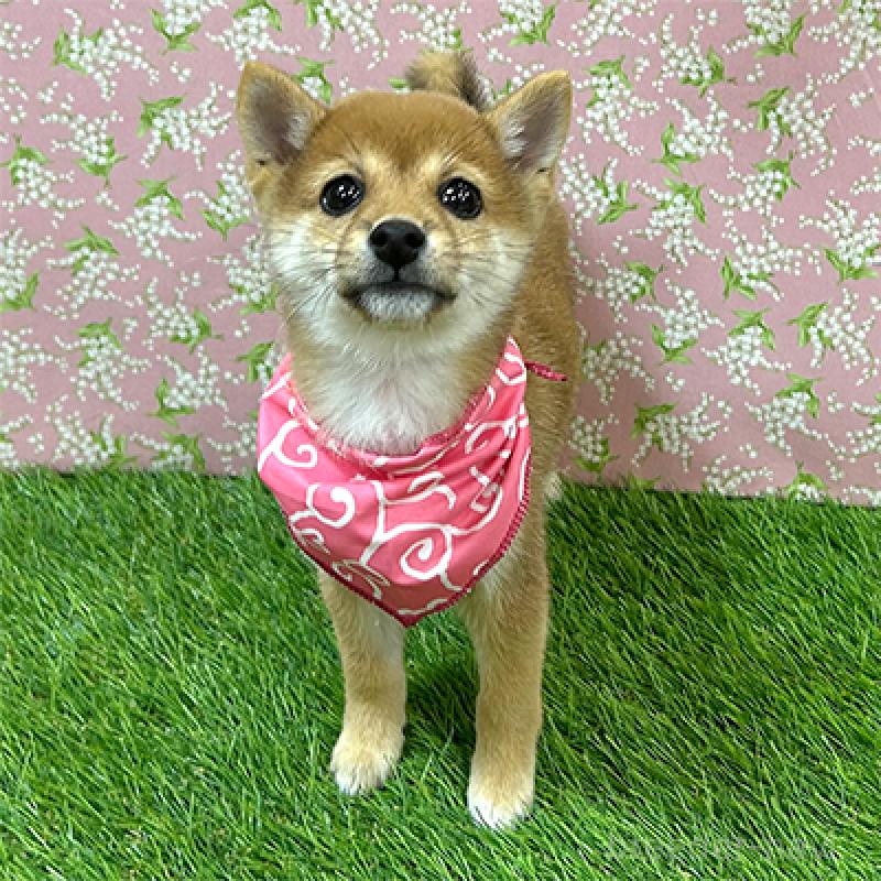 販売中の神奈川県の豆柴-425117の2枚目