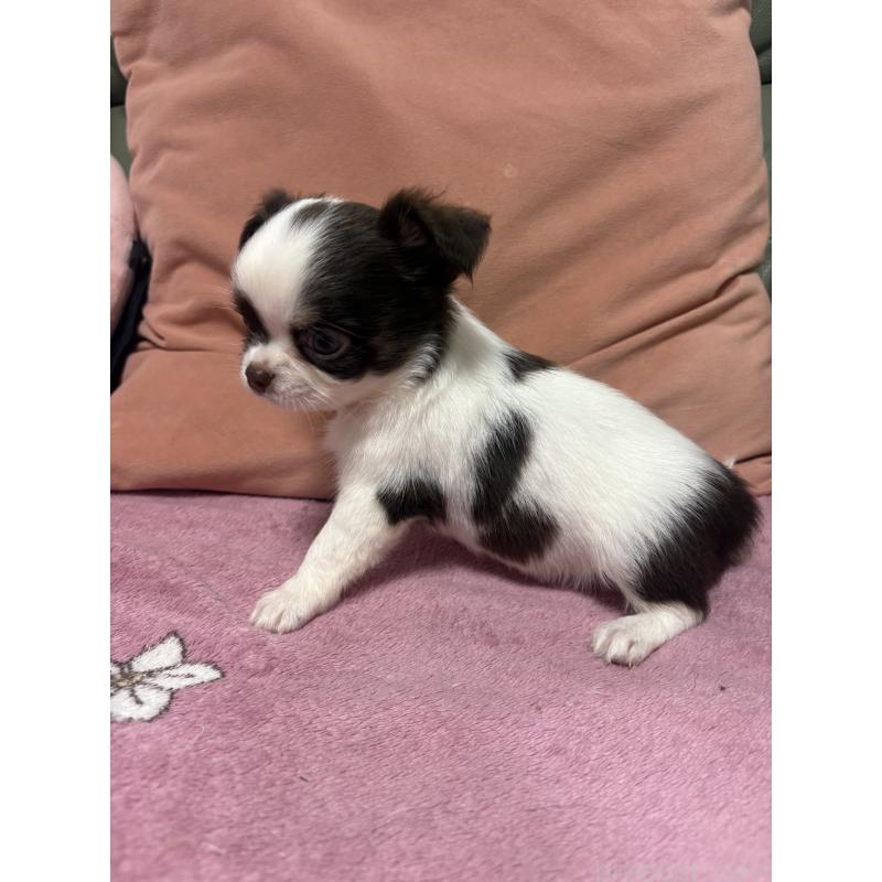 販売中の大阪府のチワワ(ロングコート)-425113の4枚目