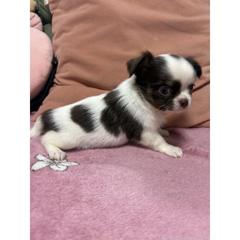 販売中の大阪府のチワワ(ロングコート)-425113の3枚目