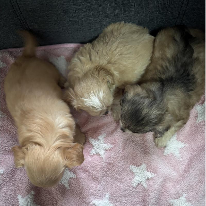 販売中の熊本県のマルプー:マルチーズ×トイプードル-425096の2枚目