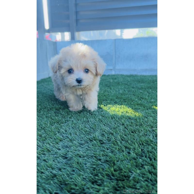 販売中の福岡県のミックス犬-425114の8枚目