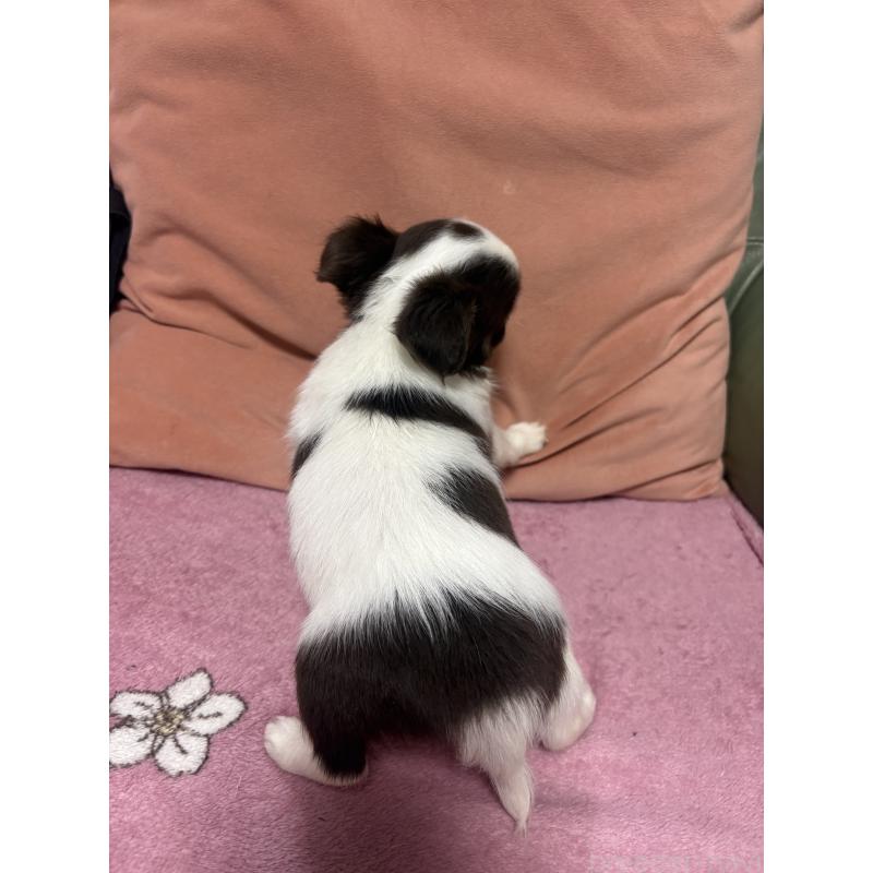 販売中の大阪府のチワワ(ロングコート)-425113の2枚目