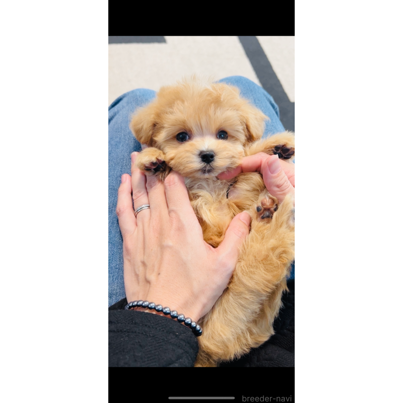 販売中の福岡県のミックス犬-425114の7枚目