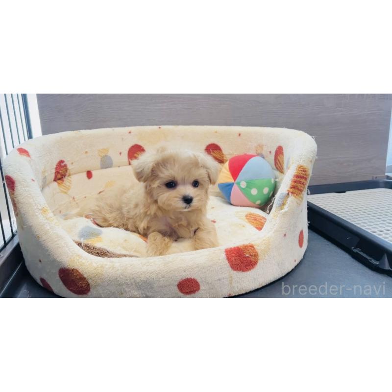 販売中の福岡県のミックス犬-425114の6枚目