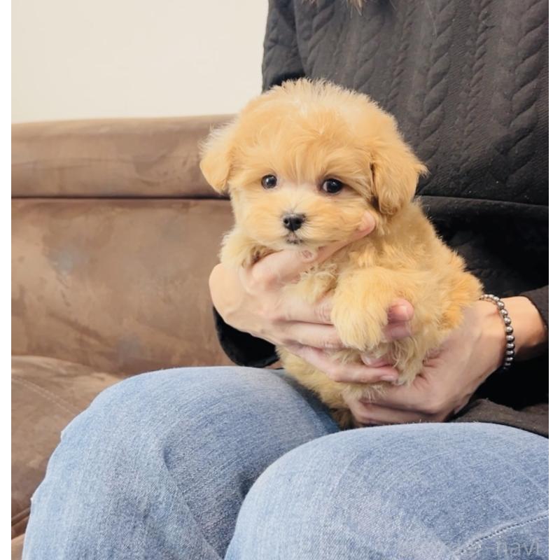 販売中の福岡県のミックス犬-425114の5枚目