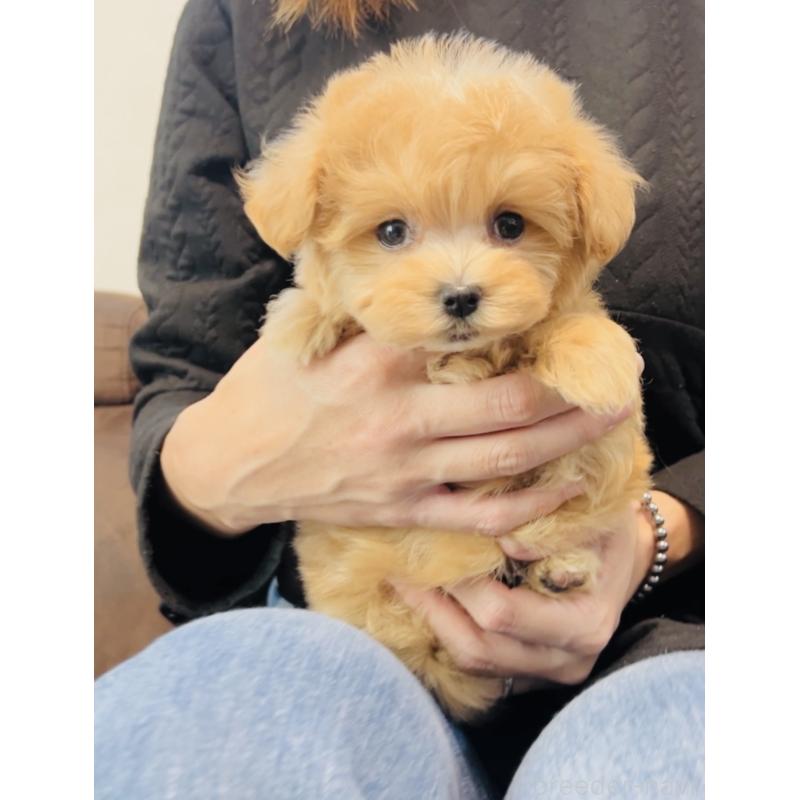 販売中の福岡県のミックス犬-425114の4枚目