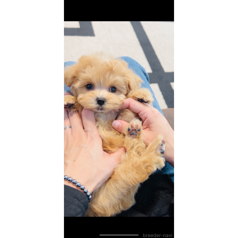 販売中の福岡県のミックス犬-425114の3枚目