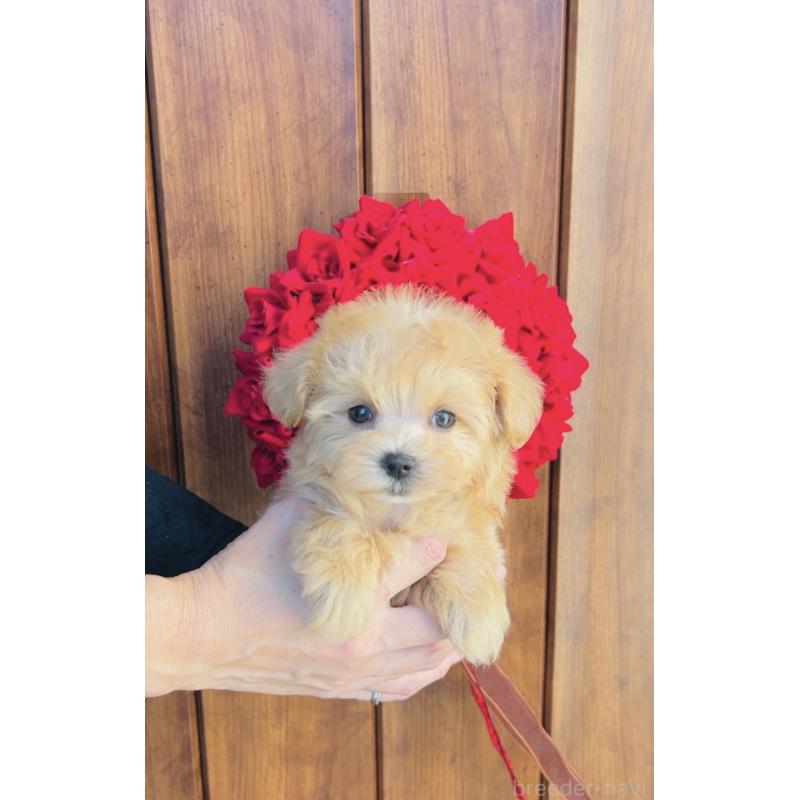 販売中の福岡県のミックス犬-425114の2枚目