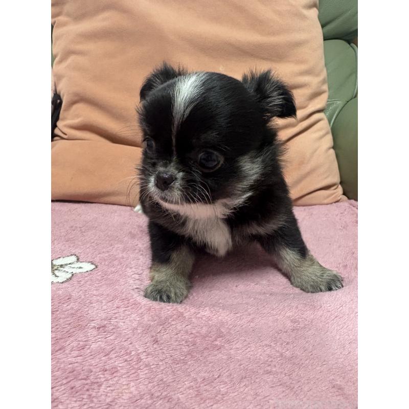 販売中の大阪府のチワワ(ロングコート)-425115の5枚目