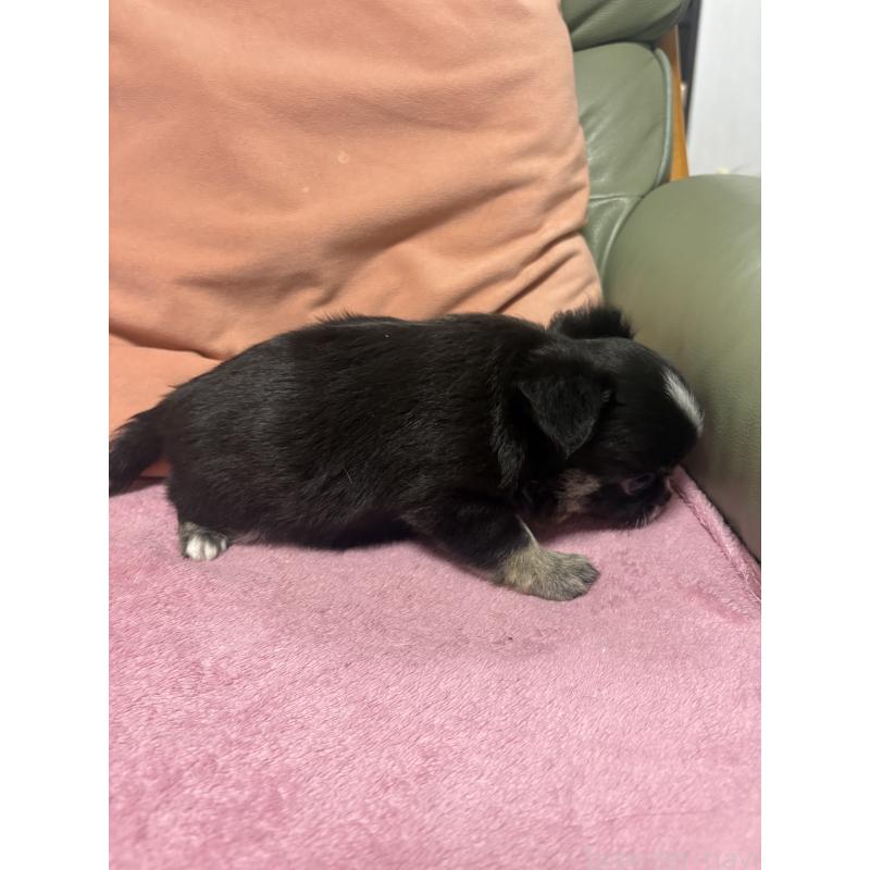 販売中の大阪府のチワワ(ロングコート)-425115の4枚目