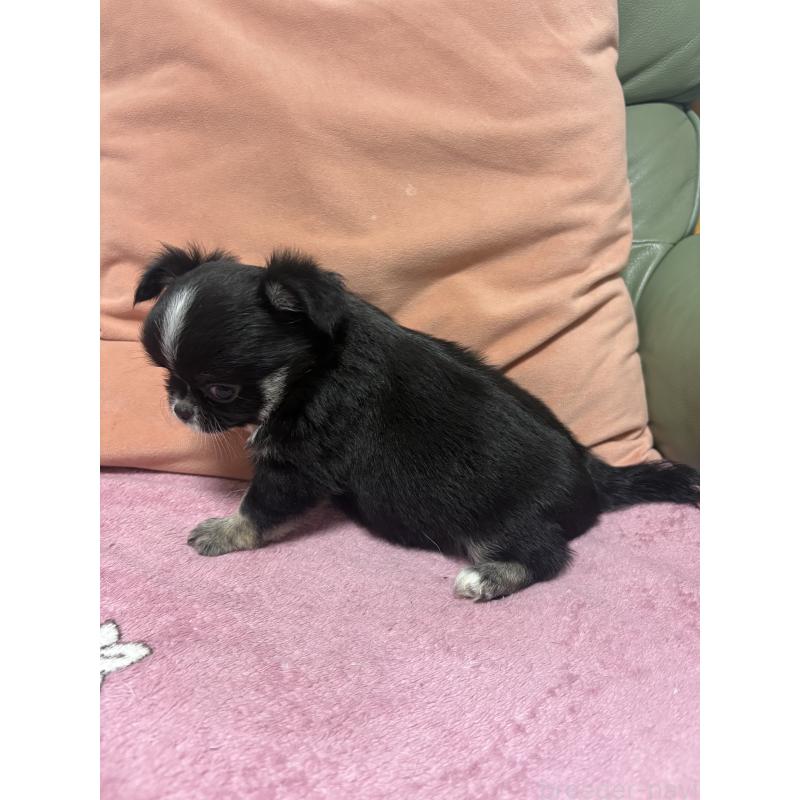 販売中の大阪府のチワワ(ロングコート)-425115の3枚目