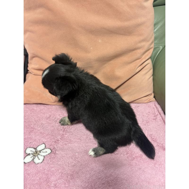 販売中の大阪府のチワワ(ロングコート)-425115の2枚目