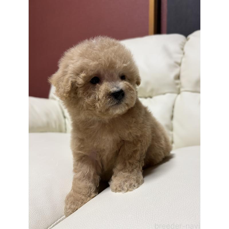 成約済の滋賀県のビションプー:ビションフリーゼ×トイプードル-421478の8枚目