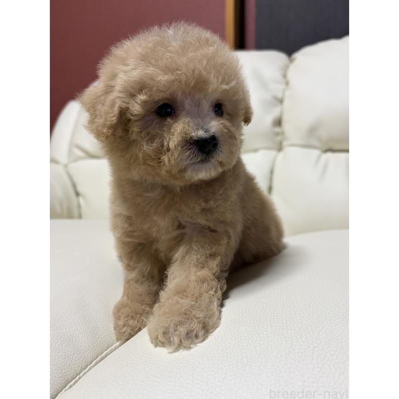 成約済の滋賀県のビションプー:ビションフリーゼ×トイプードル-421478の7枚目