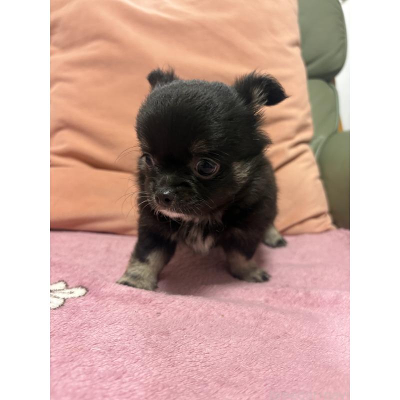 販売中の大阪府のチワワ(ロングコート)-425118の5枚目